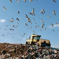 environmental awareness - landfill with birds and dozer - 250x250