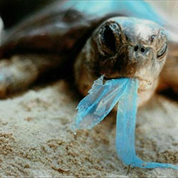 environmental awareness - turtle eating littered plastic bag - 250x250